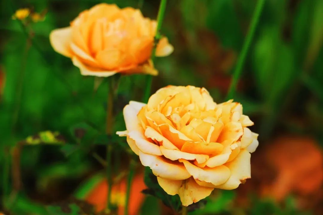 1652084468196720.jpg 17.jpg